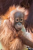 Asien, Indonesien, Borneo, Nationalpark Tanjung Puting, Borneo-Orang-Utan (Pongo pygmaeus pygmaeus), erwachsenes Weibchen mit einem Baby, Detail.
