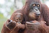 Asien, Indonesien, Borneo, Nationalpark Tanjung Puting, Borneo-Orang-Utan (Pongo pygmaeus pygmaeus), erwachsenes Weibchen mit einem Baby.