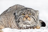 Asia,Mongolia,East Mongolia,Steppe area,Pallas's cat (Otocolobus manul),resting,lying down.