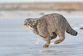 Asia,Mongolia,East Mongolia,Steppe area,Pallas's cat (Otocolobus manul),moving,running.