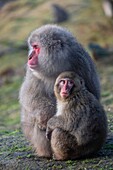 macaco japones,Macaca fuscata,Highland Wildlife Park,kincraig,Parque Nacional Cairngorms,Escocia,Reino Unido.
