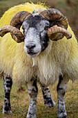 Lamb,Quiraing valley,Isle of Skye,Highlands,Scotland,United Kingdom.