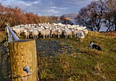 flock of sheep,Skinidin,Loch Erghallan,Isle of Skye,Highlands,Scotland,United Kingdom.
