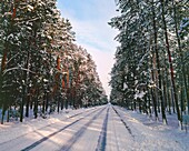Winter road. Poland.