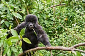 Berggorilla (Gorilla beringei) junges Baby - 2 Jahre alt - im Baum, ernährt sich von Vegetation, Mitglied der Nyakagezi-Gruppe, Mgahinga-Nationalpark, Uganda.