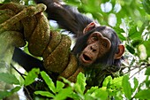 Junger Schimpanse (Pan troglodytes schweinfurthii) in einem Baum. Kibale-Nationalpark, Uganda.
