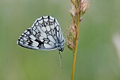 Marmoriertes Weiß, Melanargaria galanthea. Großer weißer Schmetterling mit schwarzer Marmorierung.