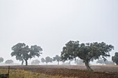 Wiese im Nebel. Tal von Los Pedroches, Provinz Córdoba, Andalusien, Spanien.