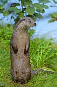 Otter,lutra lutra,stands,Germany,Europe.