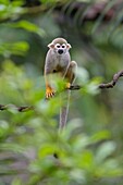 Squirrel Monkey,Saimiri sciureus.