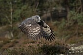 Great Grey Owl / Bartkauz ( Strix nebulosa ) in flight,beating its wings,in nice surrounding of a boreal forest,typical habitat..