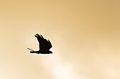 Westliche Rohrweihe / Rohrweihe (Circus aeruginosus) im Flug, fliegendes Carring-Nistmaterial in seinem Schnabel, Silhouette gegen den Abendhimmel, Niederlande, Europa.