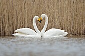 Whooper Swans ( Cygnus cygnus ),couple displaying,forming a love heart,Europe.