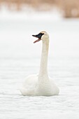 Trumpeter Swan / Trompeterschwan ( Cygnus buccinator ) in winter,sitting on the ice of a frozen river,calling,trumpeting,Grand Teton,Wyoming,USA..
