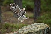 Waldkauz ( Strix aluco ) im Flug, fliegend, Landung auf einem Felsen, weit geöffnete Flügel, gestreckte Flügel, Seitenansicht, engelsähnliche Pose.