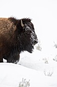 Amerikanischer Bison (Bison Bison) im Winter, Nahaufnahme, Kopfschuss, zu Fuß durch hohen Schnee, Yellowstone National Park, Wyoming, USA...