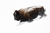 Amerikanischer Bison (Bison Bison), Stier im Winterpelz, der durch tiefen, flauschigen Schnee bergab läuft, kraftvoll, beeindruckend, Yellowstone NP, Wyoming, USA.