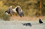 White-tailed Eagle / Sea Eagle / Seeadler ( Haliaeetus albicilla ) in flight close above frozen ground,along the edge of a forest,warm morning light,wildlife,Europe.