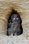 Eurasian Eagle Owl ( Bubo bubo ),chick,standing in the entrance of its nest burrow,looks cute,wildlife,Europe.
