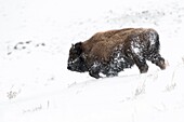 Amerikanischer Bison (Bison Bison), Stier im Winterfell, geht bergab durch Tiefschnee, Yellowstone-Nationalpark, Wyoming, USA...