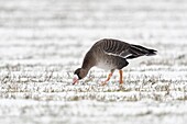 Blässgans ( Anser albifrons ) im Winter, auf der Suche nach Nahrung auf schneebedecktem Ackerland, Einzelvogel, Wildtiere, Europa.