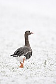 Greater White-fronted Goose / Blaessgans ( Anser albifrons ),single bird in winter,snow,walking away,looks funny,wildlife,Europe.