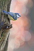 Blaumeise ( Cyanistes caeruleus ), thront an einem Baumstamm, beobachtet aufmerksam, Rückansicht, Tierwelt, Europa.