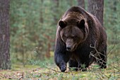 Braunbär (Ursus arctos), der durch das Unterholz eines Waldes geht, sieht wütend aus, gefährlich, riesige Pfoten, frontaler Seitenschuss, Europa.