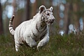 Royal Bengal Tiger / Koenigstiger ( Panthera tigris ),young,white animal,running fast,jumping through the undergrowth of natural woods,joyful.