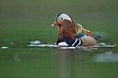 Colorful male Mandarin Duck / Mandarinente (Aix galericulata) shows courtship display,swims on green colored water.