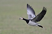 Barnacle Goose / Nonnengans ( Branta leucopsis ) in flight,flying over green farmland,dynamic shot,single bird,wildlife,Europe.