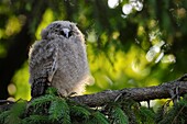 Waldohreule ( Asio otus ), lustiger Jungvogel, junges Mauserküken, in einem Baum thront, ruht, schläft, sieht lustig aus, Tierwelt, Europa.
