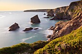 Frühlingsblumen auf der Klippe an den Bedruthan Steps in Cornwall, eingefangen kurz vor Sonnenuntergang an einem Abend Mitte Mai.