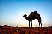 Camel,Merzouga,Morocco.