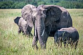 Afrikanische Buschelefanten (Loxodonta africana), auch bekannt als afrikanische Savannenelefanten, gehen gemeinsam durch das Gras im Masai Mara National Reserve, Kenia.
