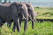 Zwei afrikanische Buschelefanten (Loxodonta africana), auch bekannt als afrikanische Savannenelefanten, gehen durch das Gras im Masai Mara National Reserve, Kenia.