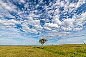 A singular Acaci tree stands alone in the savanna,Maasai Mara National Reserve,Kenya,Africa.