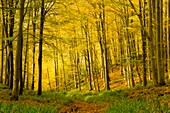 Ein Laubwald im Herbst bei Rowberrow Warren in Mendip Hills, Somerset, England.