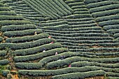 China,Sichuan province,Mingshan,statue of Wu Lizhen,tea garden,tea picker picking tea leaves.