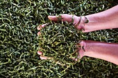 China,Yunnan,Xishuangbanna district,drying tea leaves of Pu'er tea.