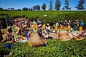 Kenia,Kericho County,Kericho,Tee sammeln und wiegen.