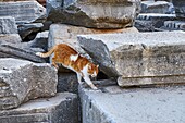 Turkey,Izmir province,Selcuk city,archaeological site of Ephesus, Cat.