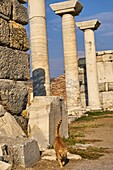 Türkei, Provinz Izmir, Stadt Selcuk, archäologische Stätte von Ephesus, verlassen viele Katzen auf der Website.