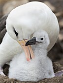Erwachsener und Küken auf turmförmigem Nest. Schwarzbrauenalbatros oder Schwarzbrauenmollymawk (Thalassarche melanophris). Südamerika, Falklandinseln, Januar.