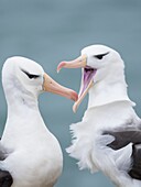 Black-browed albatross or black-browed mollymawk (Thalassarche melanophris),typical courtship and greeting behaviour. South America,Falkland Islands,January.