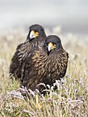Erwachsener mit typischer gelber Haut im Gesicht. Gestreifter Karakara oder Johnny Rook (Phalcoboenus australis), geschützt, endemisch auf den Falklandinseln und hochintelligenter Greifvogel. Südamerika, Falklandinseln, Januar.