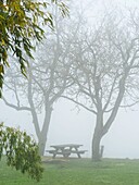 Picknicktisch und kahle Bäume im Nebel, Tourtres, Departement Lot-et-Garonne, Nouvelle Aquitaine, Frankreich.