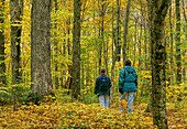 Zwei junge Leute gehen im Herbst auf einem Waldweg aus Ahornbäumen, Frontenac-Nationalpark, Quebec, Kanada
