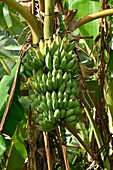 Bananenfrucht, Provinz Mondolkiri, Kambodscha, Südostasien.