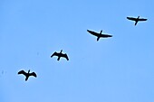 Indian Cormorant in flight,Prek Toal bird sanctuary,Tonle Sap lake,Cambodia,South east Asia.